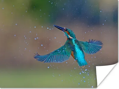 Produktbild von MuchoWow® Poster Eisvogel - Fliegend - Blau 40x30 cm - Plakate für die Wände - Poster Wohnzimmer