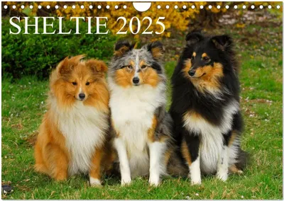 Produktbild von Sheltie 2025 (Wandkalender 2025 DIN A4 quer), CALVENDO Monatskalender