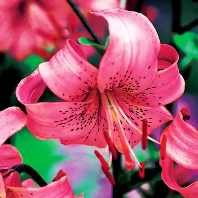 Produktbild von Lilien Blumenzwiebeln Zwiebeln Blumen Tigerlilie Pink Tiger 1 St.