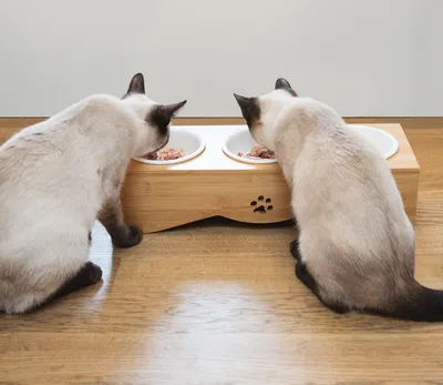 Produktbild von Navaris Futterstation Futternäpfe für Katzen und Hunde - Futternapf Set aus Porzellan - 3x Fressnapf Katzennapf - spülmaschinenfest