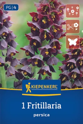 Produktbild von Kiepenkerl Persische Kaiserkrone Fritillaria persica 1 Zwiebel