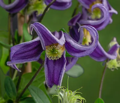 Produktbild von Dehner Waldrebe Fascination, Clematis integrifolia, duftende lila-farbene Blüten, 90 cm exkl. Pflanztopf, 2 l Topf, Kletterpflanze
