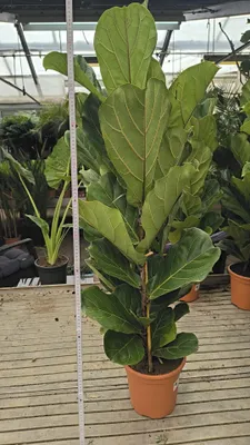 Produktbild von Geigenfeige Ficus lyrata 110-130 cm 2-3 Pflanzen im Topf Zimmerpflanze Topfpflanze
