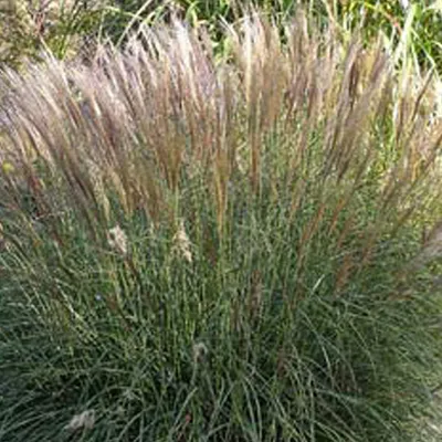 Produktbild von 6 x Chinaschilf - Miscanthus sinensis 'Yaku Jima'  | Topf 9cm x 9cm