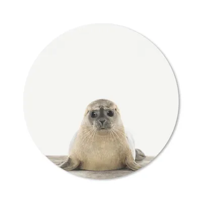 Produktbild von MuchoWow® Mauspad Mousepad Robbe - Tiere - Kinder - Jungen - Mädchen - Kinder 30x30 cm - Mousepads - Maus Mat - Pad - Mausunterlage - Tischunterlage - Schreibtischmatten