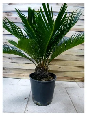 Produktbild von Cycas revoluta 70 cm - Stammhöhe 10-15 cm - Sagopalme/Palmfarn