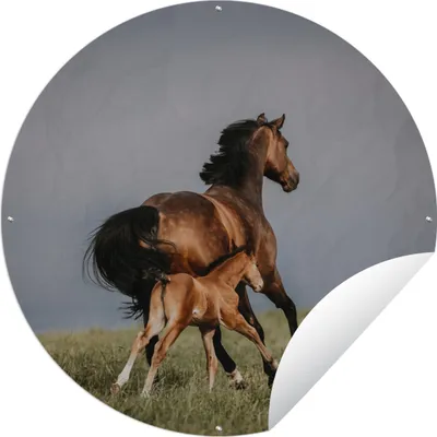 Produktbild von MuchoWow® Gartenposter Outdoor-Poster Rund Tiere - Pferde - Fohlen Ø 60 cm Gartendeko Rundes Poster draußen
