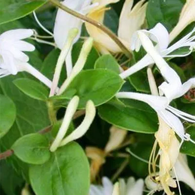 Produktbild von 2 x  Japanische Geißschlinge  - Lonicera japonica 'Hall's Prolific'  | 50-60 cm in Container