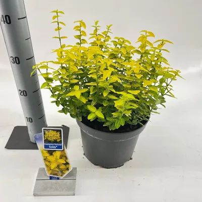 Obrázok produktu pre Euonymus fort. Goldy® ('Waldbolwi'PBR) – vŕbovec | 35–40 cm v črepníku