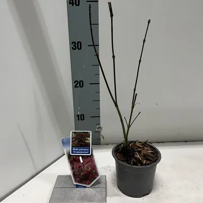 Immagine prodotto di Acer palmatum ‘Atropurpureum’ - Acero giapponese | 30-40 cm in vaso