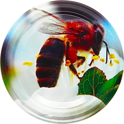 Produktbild von 66er Twist Off Deckel Biene auf Kirschblüte im praktischen 60er Pack