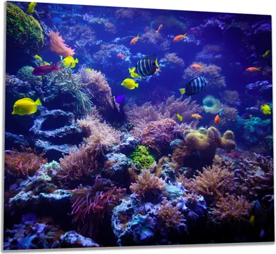 Produktbild von Wallario Herdabdeckplatte aus Glas, Größe 60 x 52 cm 1-teilig, Motiv Farbenwelt unter Wasser