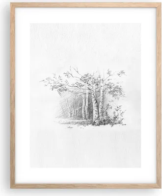 Produktbild von Gerahmtes Poster - Rahmen in heller Eiche - Skizze Wald Birke - 40x50 cm - Wand Bild - Wanddeko - Wandbilder - Wandposter - Bilderrahmen - Bilder - Kunstdruck - Wandbild - P2NPA40x50-4280