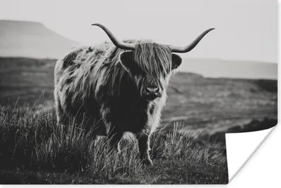 Produktbild von MuchoWow® Poster Schottische Hochlandbewohner - Natur - Kühe - Tiere - Schwarz und weiß 60x40 cm - Schlafzimmerdekoration
