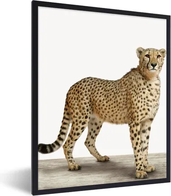 Produktbild von MuchoWow® Gerahmtes Poster Leopard - Tiere - Weißer Hintergrund - Kinder - Jungen - Mädchen 60x80 cm - Poster mit Schwarzem Bilderrahmen Wandposter Rahmen Foto Bilder - Premium - Wanddeko Wohnzimmer