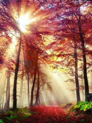 Produktbild von Leinwandbild - Motiv: Herbstwald - 46 x 61cm