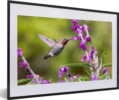 Produktbild von MuchoWow® Gerahmtes Poster Kolibri - Vogel - Natur 60x40 cm - Poster mit Schwarzem Bilderrahmen Wandposter Rahmen Foto Bilder - Schlafzimmer - Plakat in Rahmen - Drucken
