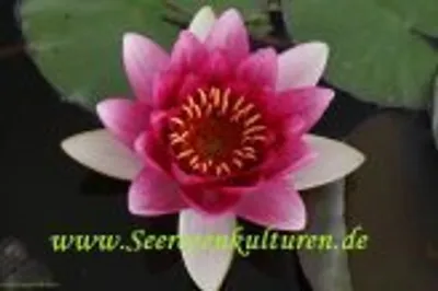 Produktbild von 1 SEEROSE Sorte Charles De Meurville, rote Blüte