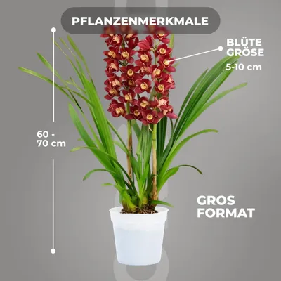 Productafbeelding van Orchideeën, echte planten, Cymbidium, rood - 1 grote kamerplant uit Nederland - 60-70 cm hoog - 14 cm pot - met bloemen en geur (Niet kunstmatig, zonder meststoffen en pot, geen zaden, niet winterhard)