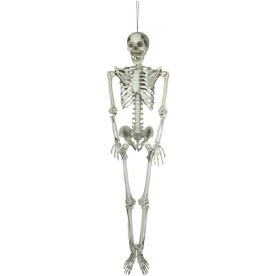 Obrázok produktu pre Europalms Halloween Skelett 150 cm 83314595