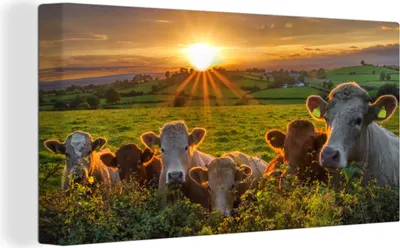 Produktbild von MuchoWow® - Leinwandbilder - Sonne - Kuh - Gras, Wandbild, Wanddeko Bilder Wohnzimmer, 80x40 cm