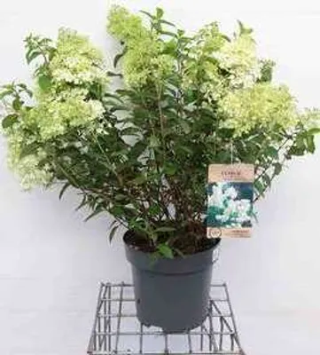 Produktbild von Hydrangea pan. 'Bobo'® - Rispenhortensie Bobo 60- 80 cm Container