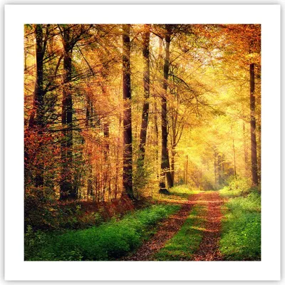 Produktbild von Poster - Poster ohne Rahmen - Wald Baum Natur - 50x50 cm - Wand Bild - Wanddeko - Wandbilder - Kunstposter - Wandposter - Bilder - Kunstdruck - Wanddekoration - Wandbild - P2XAC50x50-3718