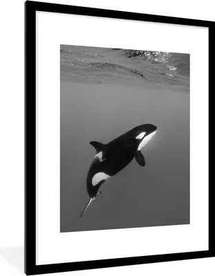 Produktbild von MuchoWow® MuchoWow® Gerahmtes Poster Orca - Wasser - Tiere 60x80 cm - Poster mit zchwarzem Bilderrahmen - Wohnzimmer - Dekorationen - Prämie