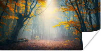 Produktbild von MuchoWow® Poster Wald - Nebel - Herbst 40x20 cm - Poster für die Wand - Poster Schlafzimmer