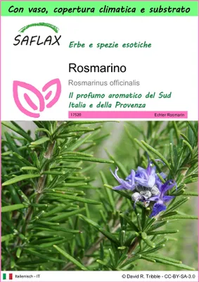 Immagine prodotto di SAFLAX Garden to go - Rosmarino - 100 semi - Rosmarinus