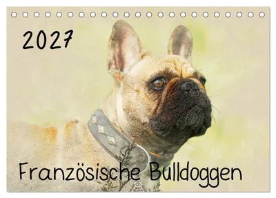 Produktbild von Französische Bulldoggen 2027 (Tischkalender 2027 DIN A5 quer), CALVENDO Monatskalender