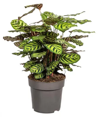 Zdjęcie produktu dla Calathea Makoyana - 60-80cm - Ø27cm - Roślina doniczkowa - Zimozielony
