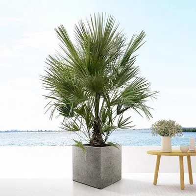 Productafbeelding van Famamustruik Chamaerops Humilis - 200 cm - diameter 40 cm