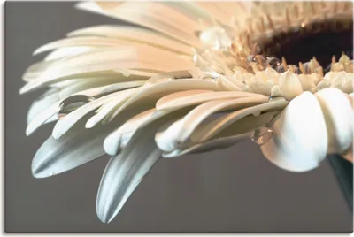 Produktbild von ARTland Leinwandbild Blüte einer Gerbera Größe: 30x20 cm