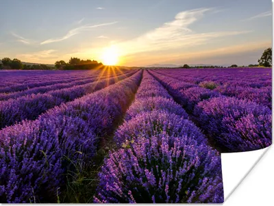 Produktbild von MuchoWow® Poster Lavendel - Blumen - Sonnenuntergang - Lila 120x90 cm - Wandbild