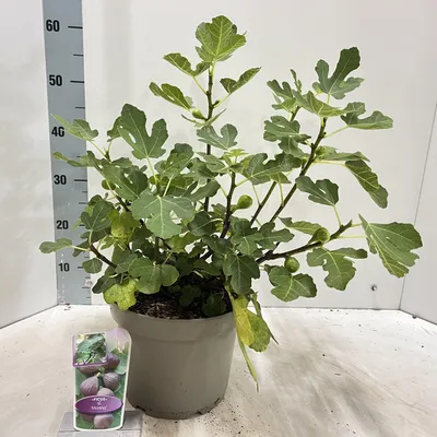 Immagine prodotto di Ficus carica 'Morena' - Fico | 50-60 cm in vaso