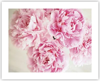 Produktbild von Poster - Poster ohne Rahmen - Pfingstrosen Blumenstrauß Blumen - 50x40 cm - Wand Bild - Wanddeko - Wandbilder - Kunstposter - Wandposter - Bilder - Kunstdruck - Wanddekoration - P2XAA50x40-4961