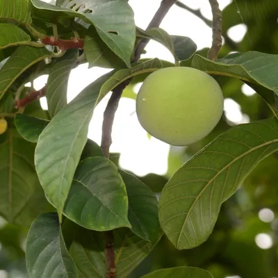 Obrázok produktu pre Zelený tampang (Artocarpus dadah)  – 1 naklíčené semeno
