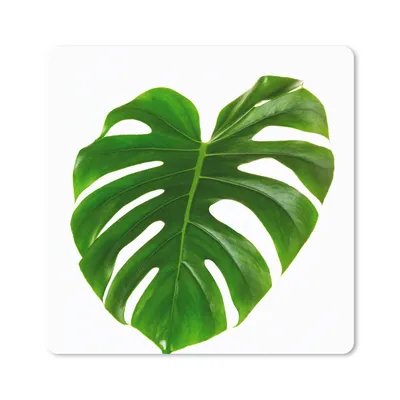 Produktbild von MuchoWow® Mauspad Mousepad Großes botanisches Blatt auf weißem Hintergrund 20x20 cm - Mousepads - Maus Mat - Pad - Mausunterlage - Desk Mat - Bureauartikeln