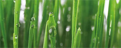 Produktbild von Wallario selbstklebendes Poster - Wassertropfen an Grashalmen, Größe: 50 x 125 cm