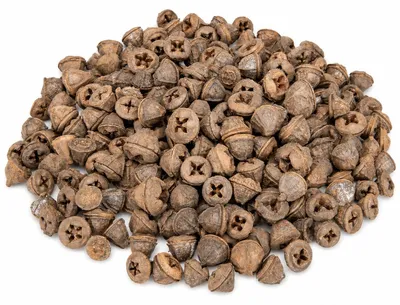 Produktbild von Eukalyptus globulus Früchte 0,5kg ca. 200-230 Stk. Naturdeko Floristik Basteln