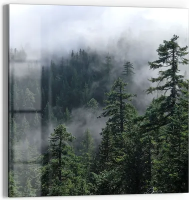 Produktbild von DEQORI Glasbild Echtglas 30x30 cm 'Tannenspitzen im Nebel' Wandbild Bild modern Deko