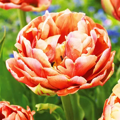 Zdjęcie produktu dla Tulipan Pełny Copper Image 5 szt. Tulipany Cebulki Tulipanów Cebule