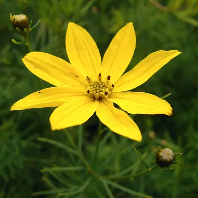 Produktbild von 6 x Quirlblättriges Mädchenauge - Coreopsis verticillata  | Topf 9cm x 9cm