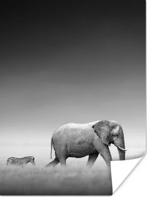 Produktbild von MuchoWow® Poster Elefant - Tiere - Landschaft - Schwarz und weiß - Zebra 90x120 cm - Wohnzimmer