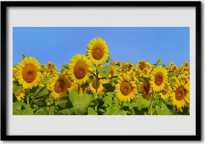 Produktbild von Bild 100x70 MDF-Rahmen Wandkunst Sonnenblume Pflanze