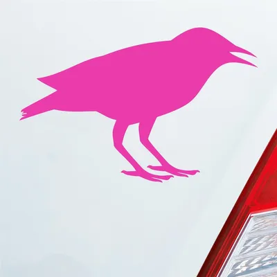 Produktbild von Auto Aufkleber Rabe Vogel Bird Vogelfreund 15x10 cm Pink Sticker Heckscheibenaufkleber