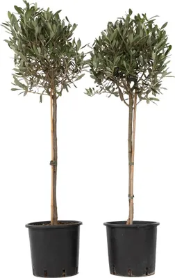 Two potted olive trees are shown against a white background.