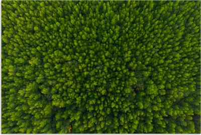 Produktbild von MuchoWow® Poster Wald - Baum - Grün 180x120 cm - Fotoplakat