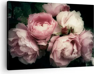 Produktbild von Bild auf Leinwand - Leinwandbild - Pfingstrose Blume - 70x50cm - Wand Bild - Wanddeko - Wandbilder - Leinwanddruck - Bilder - Kunstdruck - Wanddekoration - Leinwand bilder - Wandkunst - AA70x50-3930